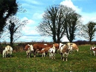 Grove Farm House Inistioge Luaran gambar